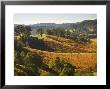 Farmland, Murwillumbah, New South Wales, Australia by Jochen Schlenker Limited Edition Print