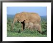 African Elephant (Loxodonta Africana) With Calf, Addo National Park, South Africa, Africa by Steve & Ann Toon Limited Edition Print