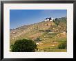Hermitage Vineyards Behind Tain-L'hermitage, Drome, France by Per Karlsson Limited Edition Print