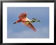 Roseate Spoonbill In Flight Carrying Nesting Material, Tampa Bay, Florida, Usa by Jim Zuckerman Limited Edition Print