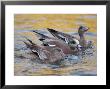 American Wigeons Courting, Bosque Del Apache National Wildlife Reserve, New Mexico, Usa by Arthur Morris Limited Edition Pricing Art Print