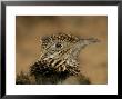 Head Portrait Of Great Roadrunner, Bosque Del Apache National Wildlife Reserve, New Mexico, Usa by Arthur Morris Limited Edition Print