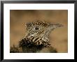 Head Portrait Of Great Roadrunner, Bosque Del Apache National Wildlife Reserve, New Mexico, Usa by Arthur Morris Limited Edition Print