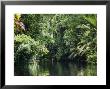 Tortuguero National Park, Costa Rica by Robert Harding Limited Edition Print