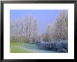 Hoar Frost On Trees In Kent, England by Michael Busselle Limited Edition Print