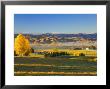 Farmland, Alexandra, Central Otago, South Island, New Zealand, Pacific by Jochen Schlenker Limited Edition Pricing Art Print