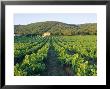 Vineyard, The Var, Cote D'azur, Provence, France by J P De Manne Limited Edition Print