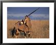 Gemsbok (Oryx), Oryx Gazella, Kgalagadi Transfrontier Park, South Africa, Africa by Ann & Steve Toon Limited Edition Print
