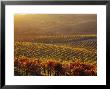 Carneros Ava. Scenic, Carneros, Napa Valley, California by Karen Muschenetz Limited Edition Print