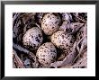 Nightjar Nest And Eggs, Thaku River, British Columbia, Canada by Gavriel Jecan Limited Edition Print