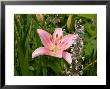 Pink Asiatic Lily, Reading, Massachusetts, Usa by Lisa S. Engelbrecht Limited Edition Print