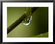 Close View Of A Drop Of Water On A Branch, Groton, Connecticut by Todd Gipstein Limited Edition Print