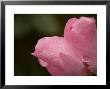 Rose Plant At The Maxwell Arboretum by Joel Sartore Limited Edition Print