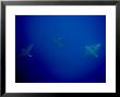 Three Spotted Eagle Rays, Fatu Hiva Island, French Polynesia by Tim Laman Limited Edition Pricing Art Print