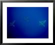 Three Spotted Eagle Rays, Fatu Hiva Island, French Polynesia by Tim Laman Limited Edition Print