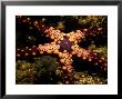 Sea Star by Tim Laman Limited Edition Pricing Art Print