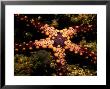 Sea Star by Tim Laman Limited Edition Print