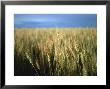 Winter Wheat In Linn, Kansas by Joel Sartore Limited Edition Print