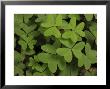 Wood Sorrel Shamrock by George Grall Limited Edition Pricing Art Print