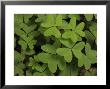 Wood Sorrel Shamrock by George Grall Limited Edition Print