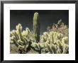 Cholla And Saguaro Cacti Grow Together In An Arizona Desert by Annie Griffiths Belt Limited Edition Print