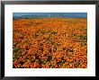 Waves Of California Poppies Reach Towards Snow-Covered Mountains by Jonathan Blair Limited Edition Print