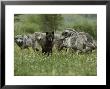 Group Of Gray Wolves, Canis Lupus, Mill About In A Mountain Meadow by Jim And Jamie Dutcher Limited Edition Pricing Art Print