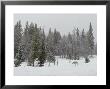 Gray Wolf, Canis Lupus, Stands Near Forest's Edge In A Snow Storm by Jim And Jamie Dutcher Limited Edition Pricing Art Print