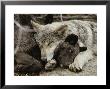 Two Five-Month-Old Gray Wolf, Canis Lupus, Pups Nap Together by Jim And Jamie Dutcher Limited Edition Print