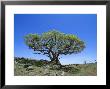 Fig Tree Grows On A Rocky Hillside Near A Dirt Road by Norbert Rosing Limited Edition Print