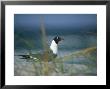 Laughing Gull, Larus Atricilla by Raymond Gehman Limited Edition Print