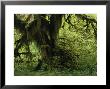 Moss Covered Tree In A Lush Green Rain Forest Setting by Melissa Farlow Limited Edition Print
