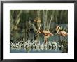Pair Of Flamingos And A Flock Of Chicks In A Rookery by Steve Winter Limited Edition Pricing Art Print