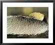 Brown Pelican With Its Head Tucked Behind Its Wing by Klaus Nigge Limited Edition Print