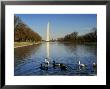 Ducks Swim In The Reflection Of The Washington Monument by Rex Stucky Limited Edition Print