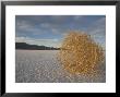 Tumbleweed On The Bonneville Salt Flats, Utah by John Burcham Limited Edition Pricing Art Print