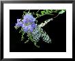 Rice Paper Butterfly Visits Blue Flowers For Nectar, Westford, Massachusetts by Darlyne A. Murawski Limited Edition Print