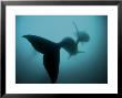 Pair Of Southern Right Whales In The Auckland Islands Marine Reserve by Brian J. Skerry Limited Edition Print