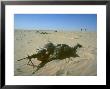 Airborne Division Paratrooper Setting Up Flanking Position In Desert Shield Gulf Crisis by Ssg Corkran Limited Edition Print