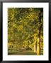 Avenue Of Trees, Switzerland by Jon Arnold Limited Edition Pricing Art Print