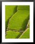 Rice Terraces Of Batad At Banaue, Luzon Island, Philippines by Michele Falzone Limited Edition Print