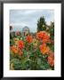 Asters And Dovecote In Gardens Of Chateau De Cormatin, Burgundy, France by Lisa S. Engelbrecht Limited Edition Print