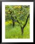 Lemon Grove, Sorrento, Campania, Italy by Walter Bibikow Limited Edition Print