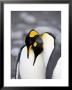 King Penguin Pair Pre-Mating Behaviour, Salisbury Plain, South Georgia by James Hager Limited Edition Print