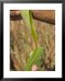 Close Up Of Torn Aloe Vera Leaf With Juice Running Out, Village Of Borunda, Rajasthan State, India by Eitan Simanor Limited Edition Print