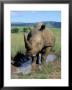 White Rhino (Ceratotherium Simum) Cooling Off, Itala Game Reserve, South Africa, Africa by Steve & Ann Toon Limited Edition Print