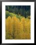 Yellow Aspens, Colorado, Usa by Jean Brooks Limited Edition Print