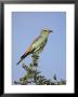 European Roller (Coracias Garrulus), Kruger National Park, South Africa, Africa by Ann & Steve Toon Limited Edition Pricing Art Print