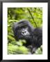 Adult Female Mountain Gorilla (Gorilla Gorilla Beringei), Group 13, Rwanda, Africa by James Hager Limited Edition Print