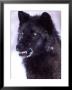 Black Timber Wolf Snarling, Utah, Usa by David Northcott Limited Edition Print